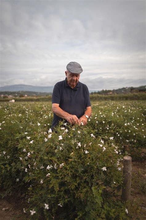 An exclusive look at the Chanel flower fields in Grasse 